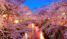 吃瓜大爆料网站樱花岛,揭秘吃瓜大爆料网站的幕后故事